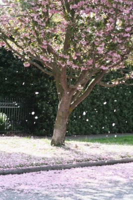 Cherry blossoms falling like pink snow