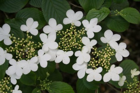 White flowers that look like white butterflies