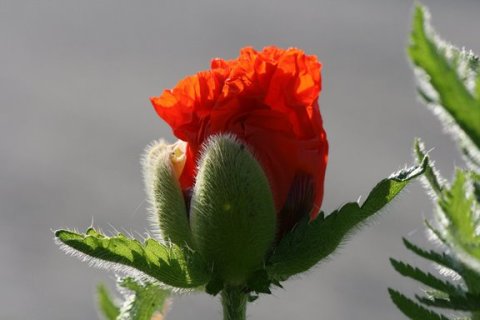 Emerging bloom -- poppy