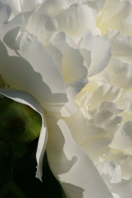 Luscious white petals of peony flower