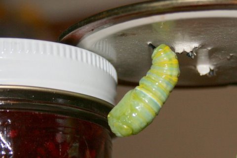 Pupa thrusting and turning