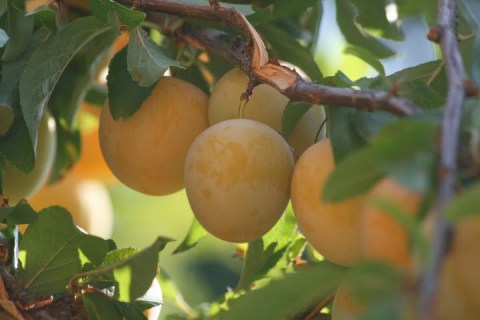 My neighbor's yellow plums