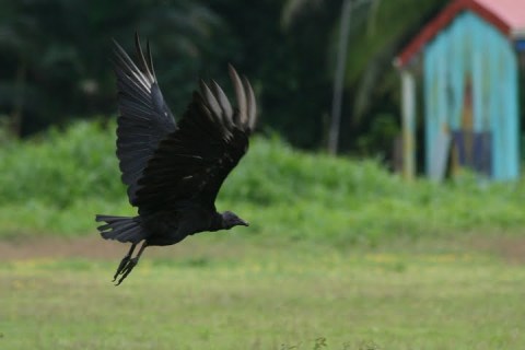 Grey-headed vulture in flight, Costa Rica (photo 2008)