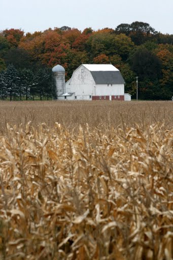 Barn across the corn field