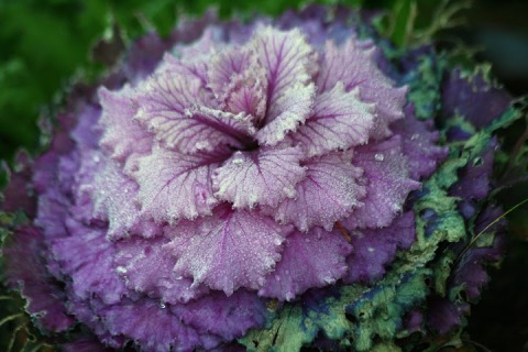 Ornamental kale with melting frost