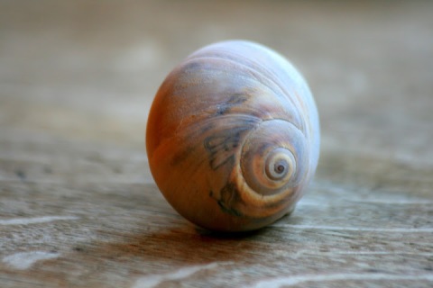 I like the roundness of the moon snail shell
