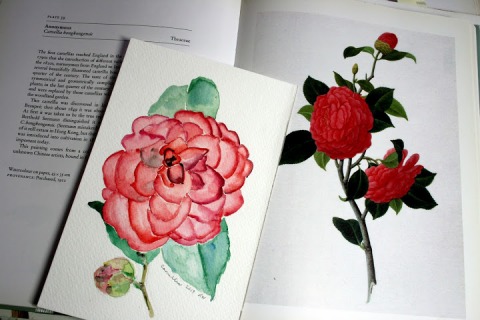Watercolor sketch of camellia inspired by this botanical print by an anonymous Chinese painter, from Treasures of The Royal Horticultural Society