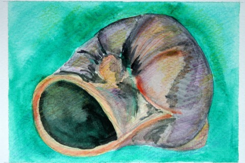 Moon Snail Shell # 90, watercolor sketch