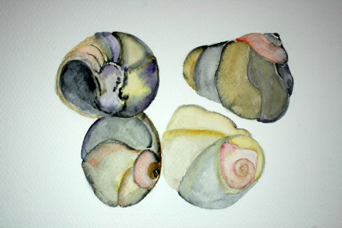 Moon Snail Shells # 94 - 97, watercolor sketches