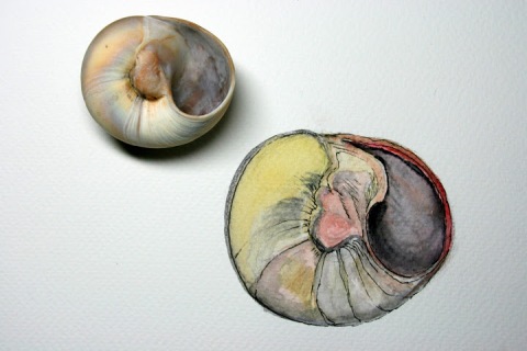 Moon Snail Shell # 86, watercolor sketch