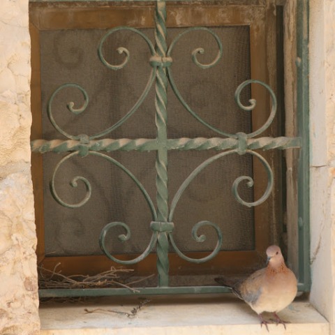 Dove at the back of the church at Gethsemane
