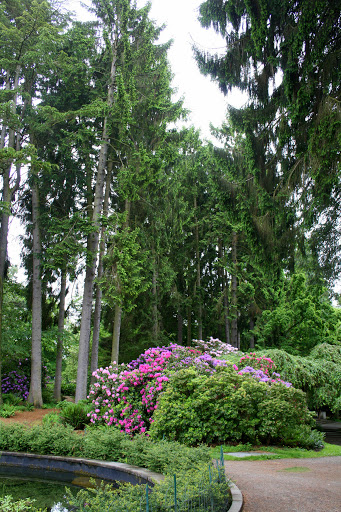The rhododendron is the official state flower for Washington