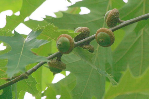 Green acorns amidst green oak leaves