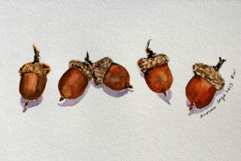Watercolor sketch of five acorns