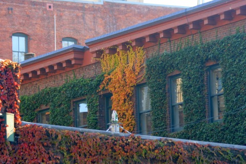 Vine-covered wall along Western Avenue