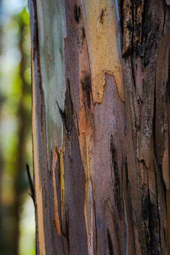 Eucalyptus bark