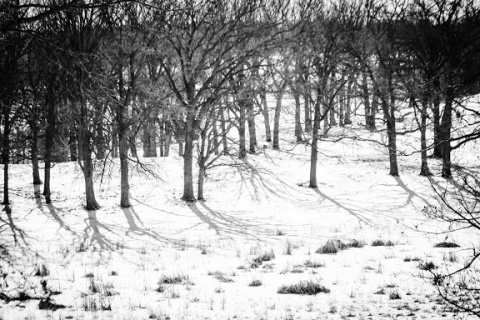 Shadows on snow, the road to Rachel Lake, Minnesota