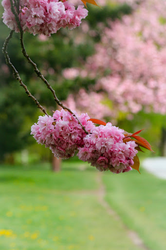 Kwanzan Cherry blossoms