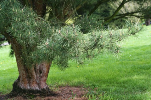 Tanyosho Pine