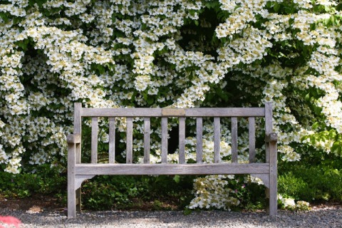 Garden bench under the viburnum blossoms