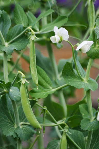 Peas in the pea patch