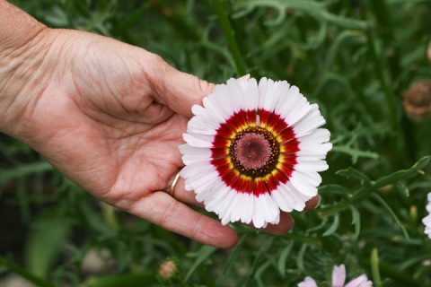 Chrysanthemum 'bright eyes'