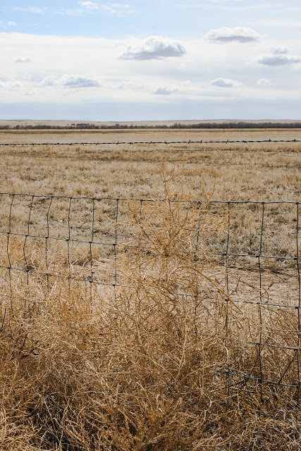 Tumbleweeds caught on a fence in Nebraska