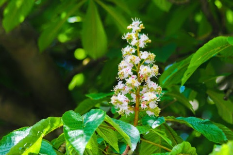 Horse chestnut blossom, upright as a candle