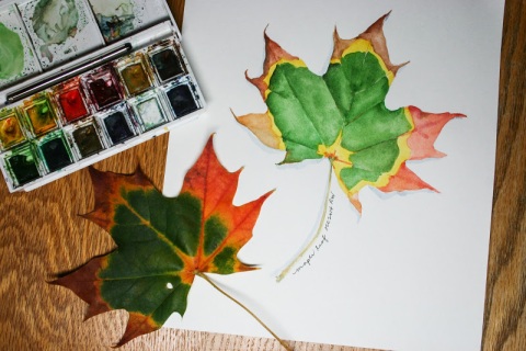 Watercolor sketch of maple leaf