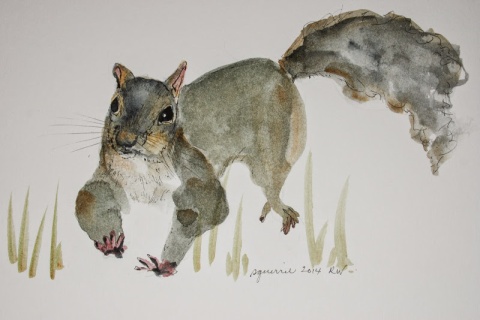 Watercolor sketch of squirrel