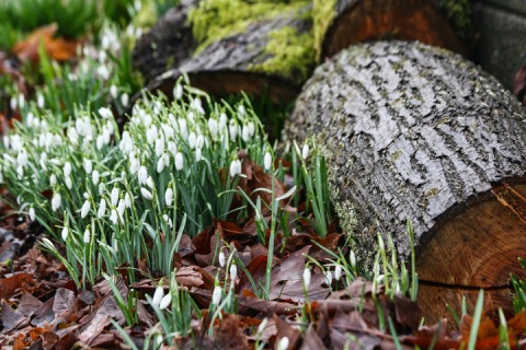 Leaf-nested snowdrops