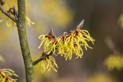 Cheerful yellow witch hazel, a spot of color in winter's gloom