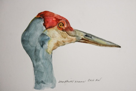 Watercolor sketch of sandhill crane