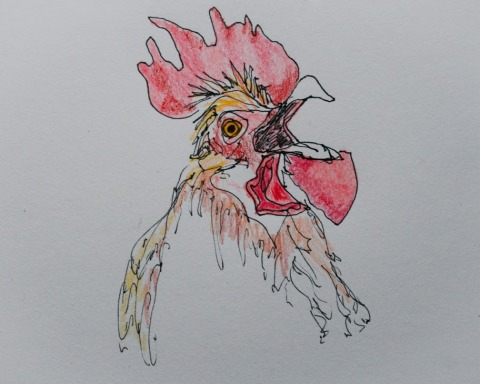 In k and colored pencil sketch of rooster