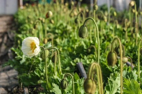 Most of the poppies were assorted colors of Palaver nudicaule 'Champagne Bubbles'